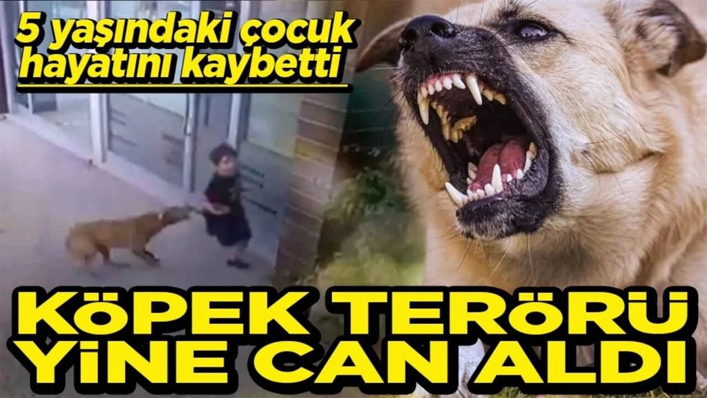 Prof.Dr. Nilüfer Sabuncuoğlu tweet media