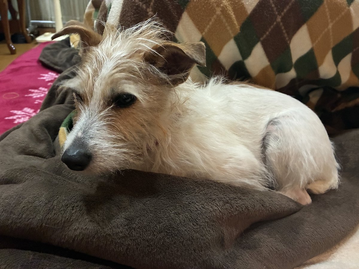 あめしこ🐶収〒"ン S8 tweet media