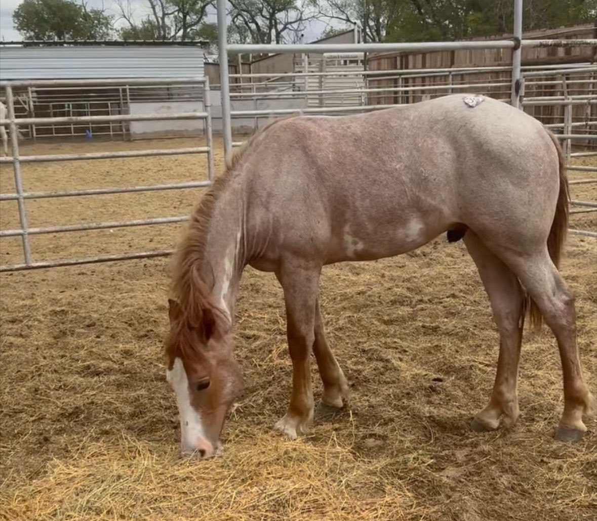 Heart and Hooves rescue/ Freedom Valley Rescue tweet media