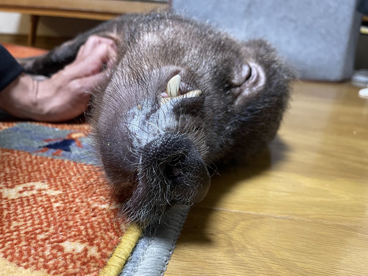 kaito_mpig's tweet photo. ぶたさんの副蹄をカットするオススメの爪切りってありますかー？
電動のは時間がかかるのでパチパチ切れるのがいいです🐷 https://t.co/NGn3SLAYuw