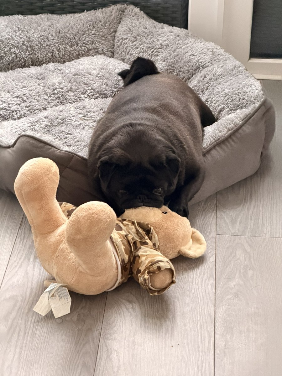 AnnaleaMagill's tweet image. Butter wouldn’t melt ! #puglife #mypug #teddybear #ivy