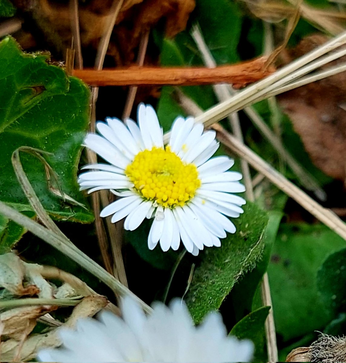 Haikubook1's tweet image. I am not perfect,
that I know, I simply am,
enjoying the sun. 
#haiku #poetry #perfect #photograph #daisy #photo