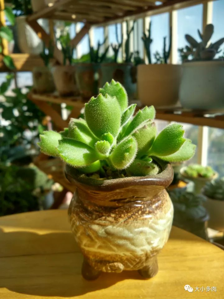 shiori541021's tweet image. DIY tiny succulent terrarium!  Grab a glass jar, pebbles, soil, u0026 cute succulents. Layer, plant, u0026 watch your mini garden glow. Perfect for desks/ shelves—low-maintenance joy in 10 mins!