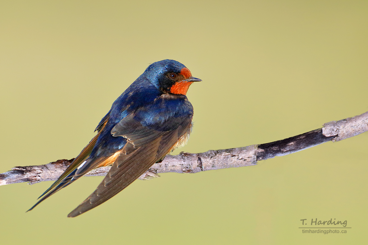 TBoneBarrie's tweet image. One second they’re posing for the camera, the next they’re breaking the speed limit! 💨 Barn Swallows are easily some of the most dynamic flyers in the bird world.

#BirdTwitter #WildlifePhotography #NatureLovers