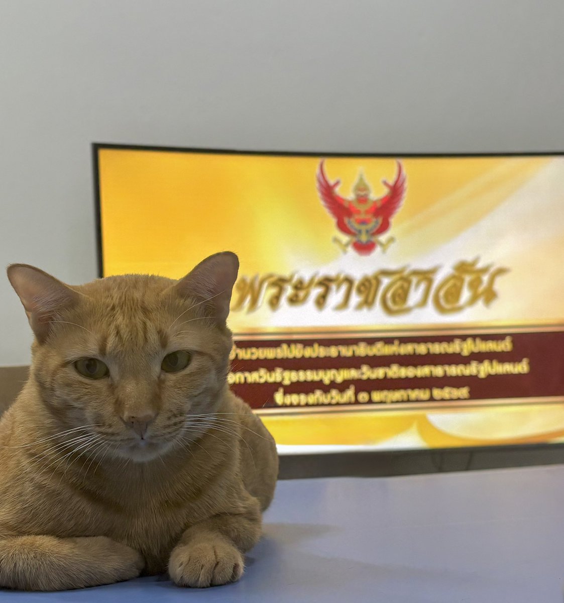 ִ ࣪𖤐 🐈‍⬛Bigcat🍎ปั่นงาน tweet media