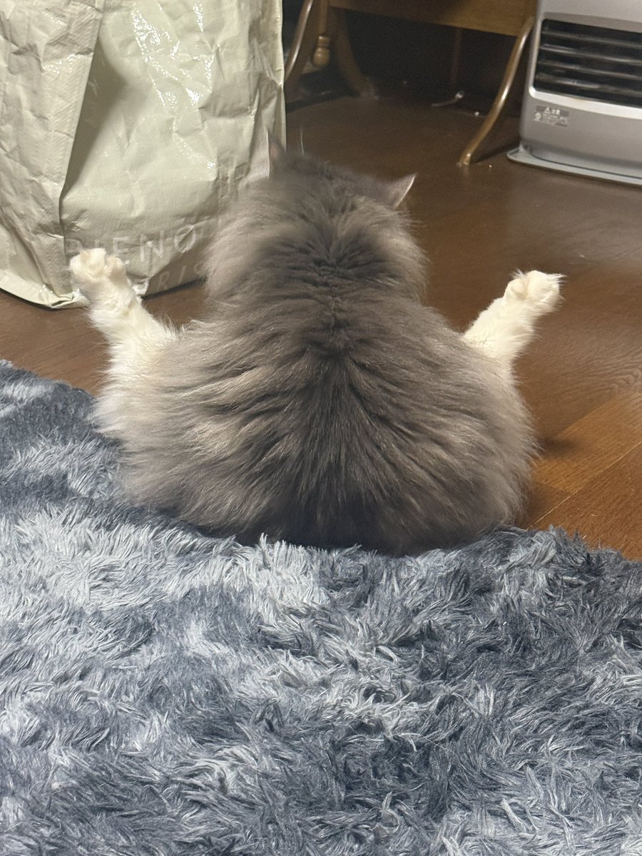 おもち🐰🎀🫧 tweet media