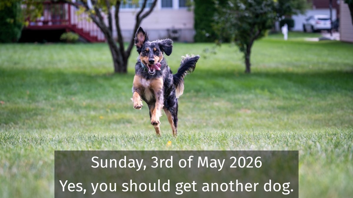 dogsareawsm's tweet image. You should always get another dog #dogs #DogsofTwitter #DogLover #DogGrooming #Doggo #DogMemes #Puppers #RescueDog #DogCompetitions #DogVideos 📷 by unsplash.com/@rd421