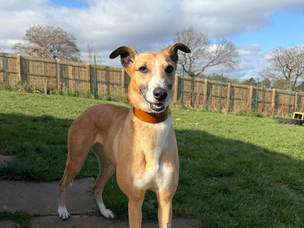 DogsTrust West Calder (Edinburgh) and Dundee tweet media