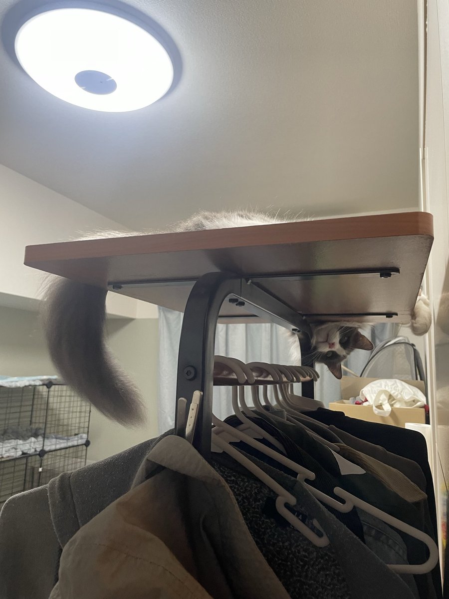 猫野みみ tweet media