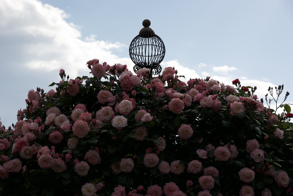 chouxcream74's tweet image. ナイス☁️

PENTAX K200D
HD PENTAX-DA 16-85mm F3.5-5.6 ED DC AW

#pentax