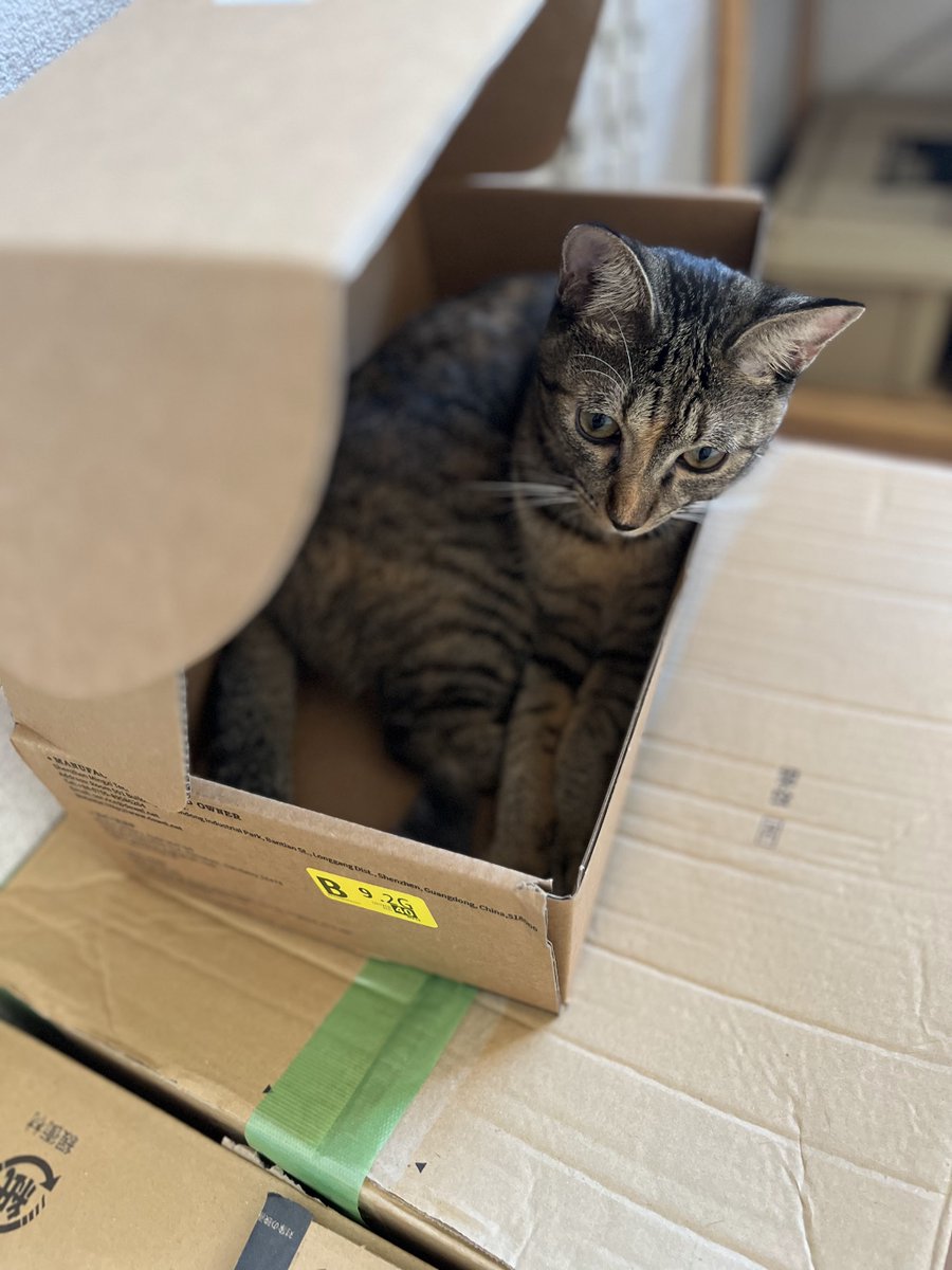 猫のシュピさん tweet media