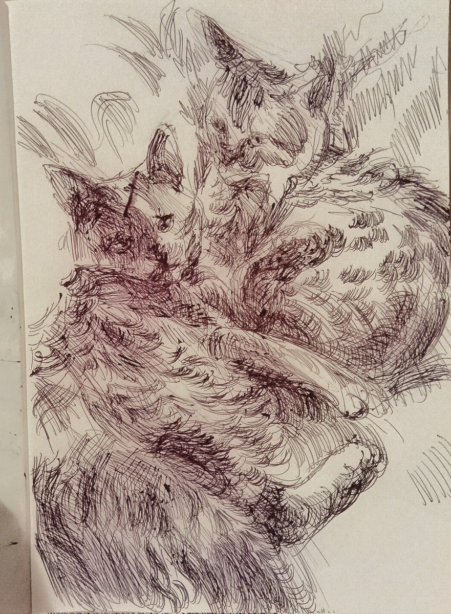 huyuniakaihana's tweet image. Cute cats in Ukraine🇺🇦🥰😻🩷🫶
#StandWithUkraine
