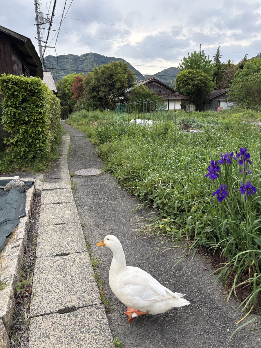 あひるのぴ～たん&合鴨のルーシー tweet media