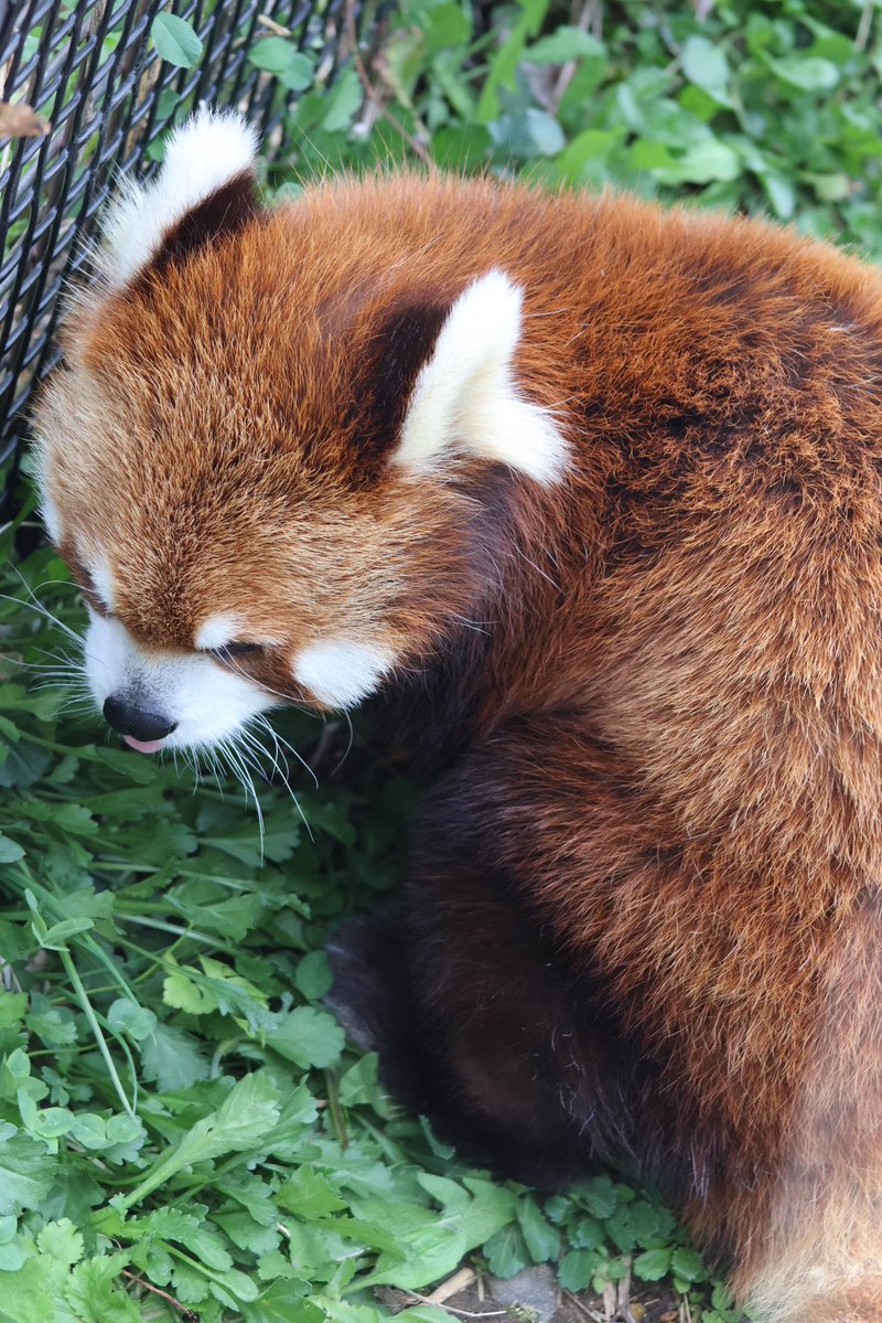 レッサーパンダのむぎ🐾 tweet media