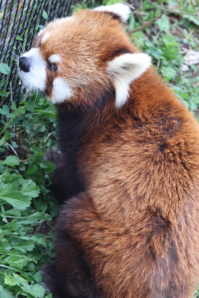 レッサーパンダのむぎ🐾 tweet media
