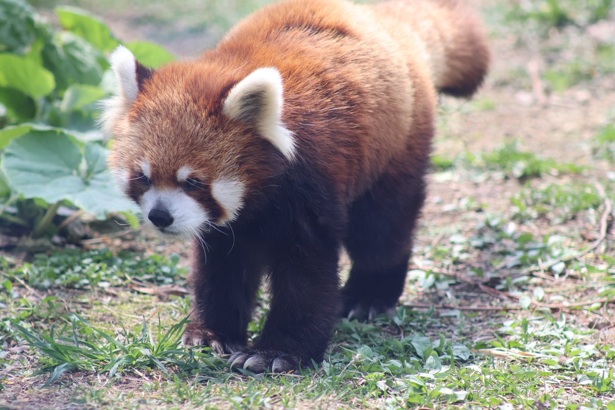 レッサーパンダのむぎ🐾 tweet media