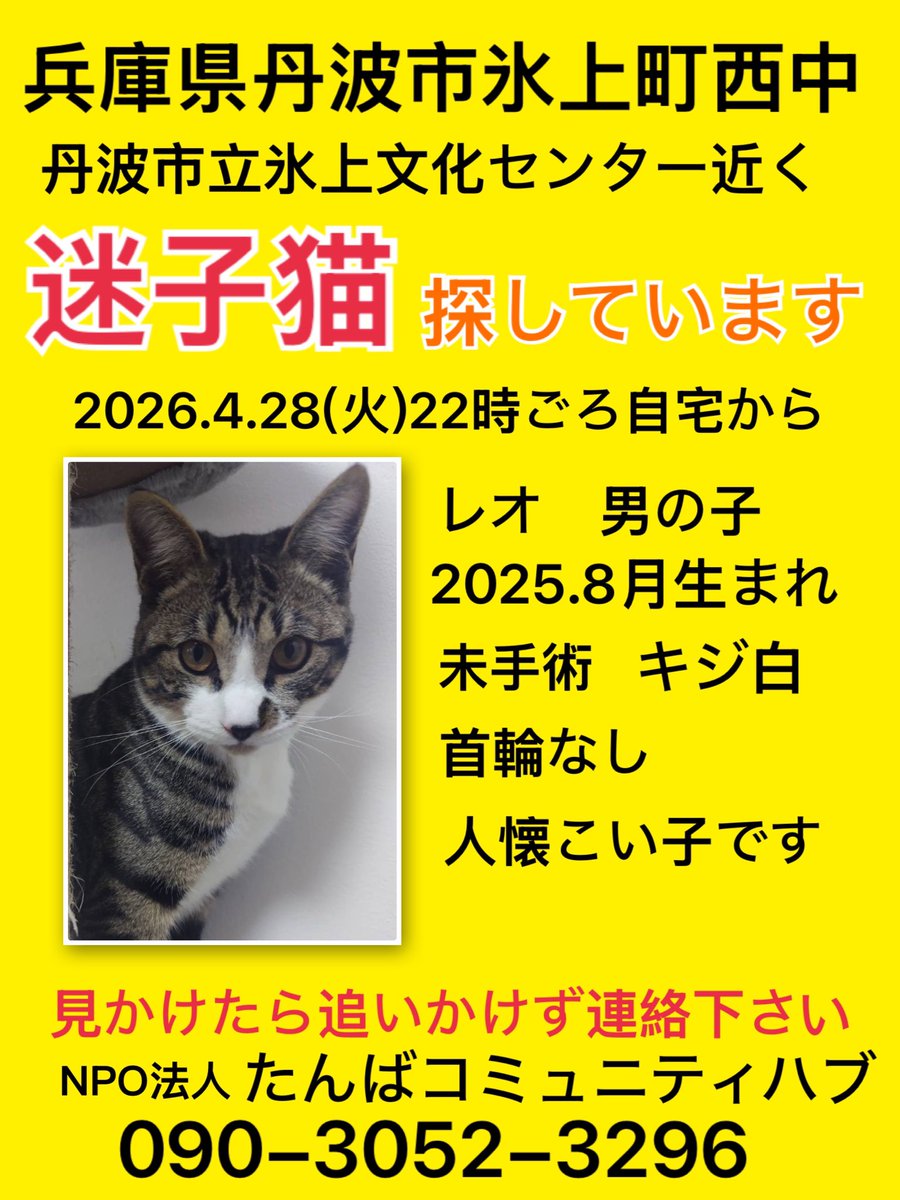 🐾迷子猫を探しています‼️🐾

4/28(火)22時ごろ
兵庫県丹波市氷上町西中
（文化センター付近）で迷子に

🐱レオ（男の子）キジ白
2025.8生まれ／首輪なし
去勢未手術・耳カットなし
とても人懐こい子です

見かけた方は
⚠️追いかけずご連絡ください

小さな情報でも助かります
