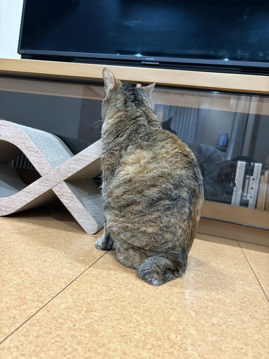 全然こっち来てくれない神