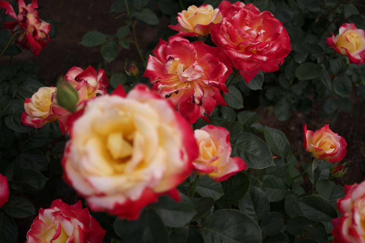 chouxcream74's tweet image. ゆるさんのNikonの赤の描写良かったなぁ
赤…分かってるけど

PENTAX K-3 Mark Ⅲ
smc PENTAX-FA 28mm F2.8 AL

#pentax
