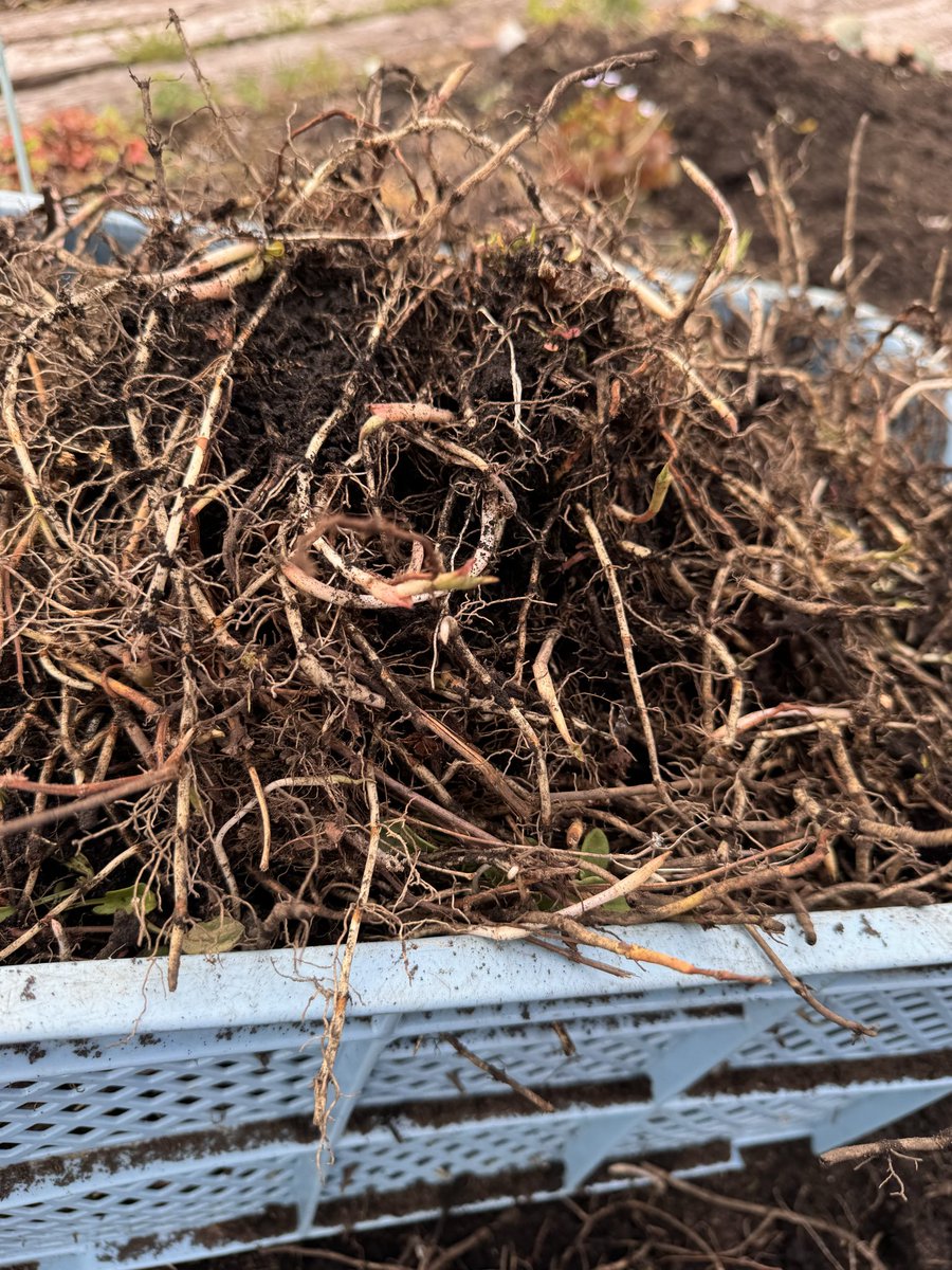 庭でドクダミの根を掘りながら、発酵唐辛子と炒めたら美味いんだろうな。と思いつつも、今この瞬間の臭いに食欲がやられて踏み込めない。