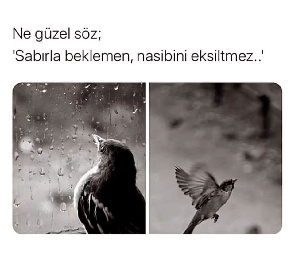 AŞK-I ŞİİR tweet media