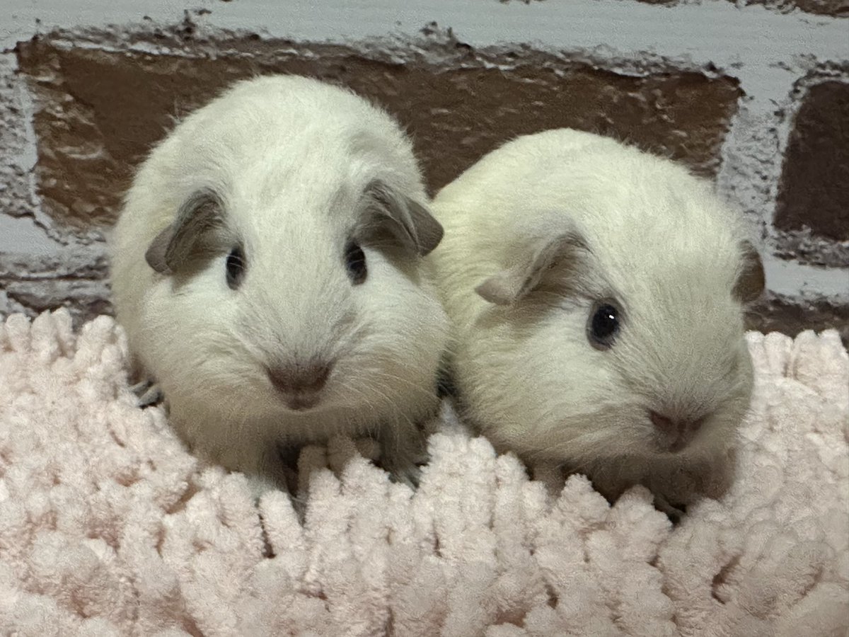 ADGP1179's tweet photo. 🐹ロシアンスモークモルモット　　　　　　　
　　オランダ血統🇳🇱
　　ご家族さま募集✨
左　女の子🐹　右　男の子🐹
⚠️スモークはこれからです！
気になる方はDMにてお気軽にお問い合わせください📩

#モルモット #ロシアンスモークモルモット #小動物販売 #ペットのいる暮らし https://t.co/VHxe4B6esi
