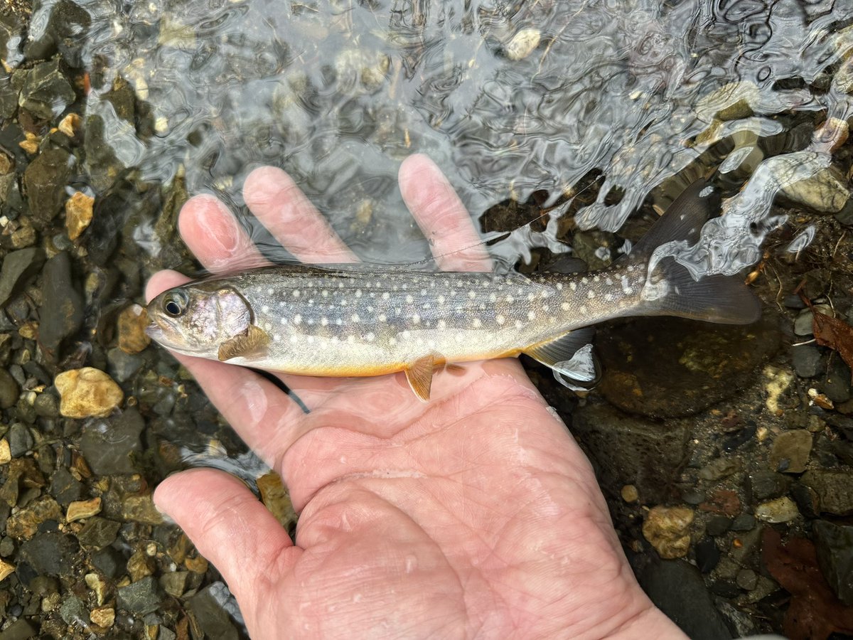 flyfishing1995's tweet photo. 栃木県の渓へ

標高1000メートルを超える山間は、まだサクラが咲いてました🌸

反応なし…
反応なし…
訪れるのまだ早かったかなぁ…

今日はダメかと、諦めかけた最後になんとか、ボ！脱出💧あぶなぁ…
サイズは小さいけど…1匹は1匹

帰りのラーメン！
いつ食べても美味しいです🍜 https://t.co/GvXrRJg8PD