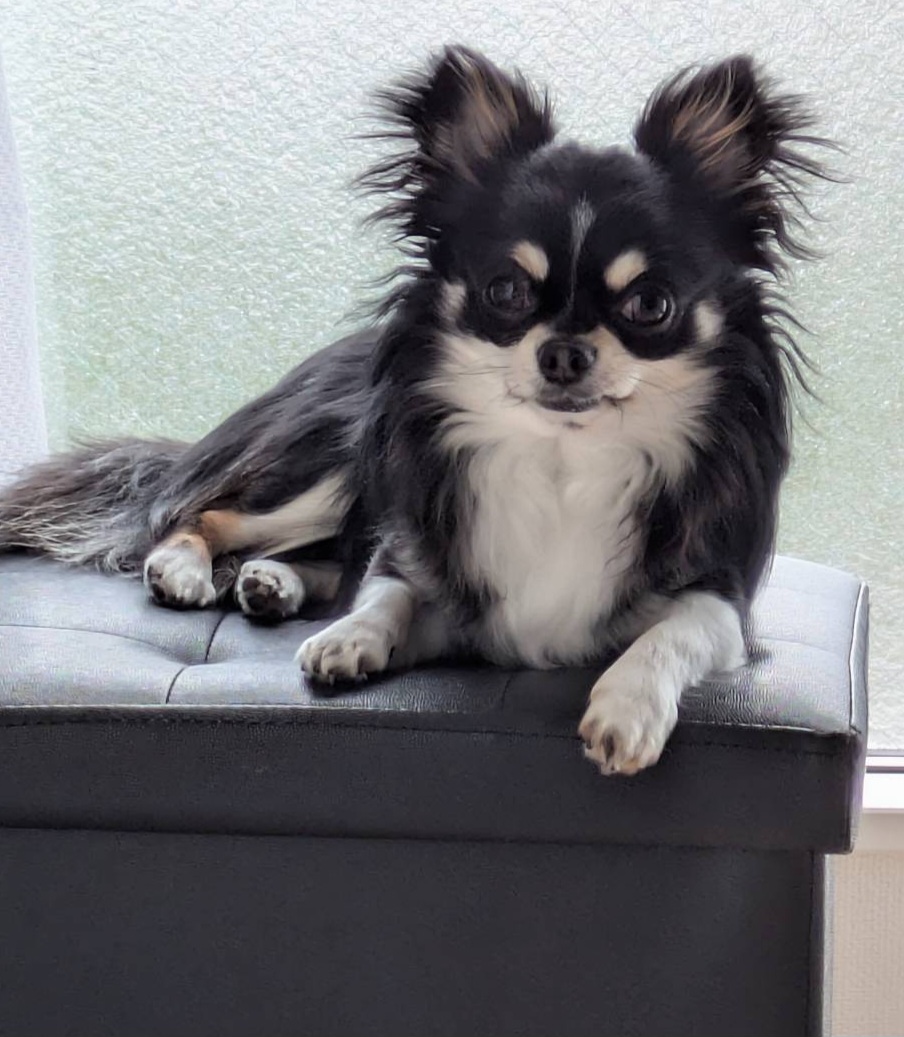 チワワのちぃたん🐶 tweet media