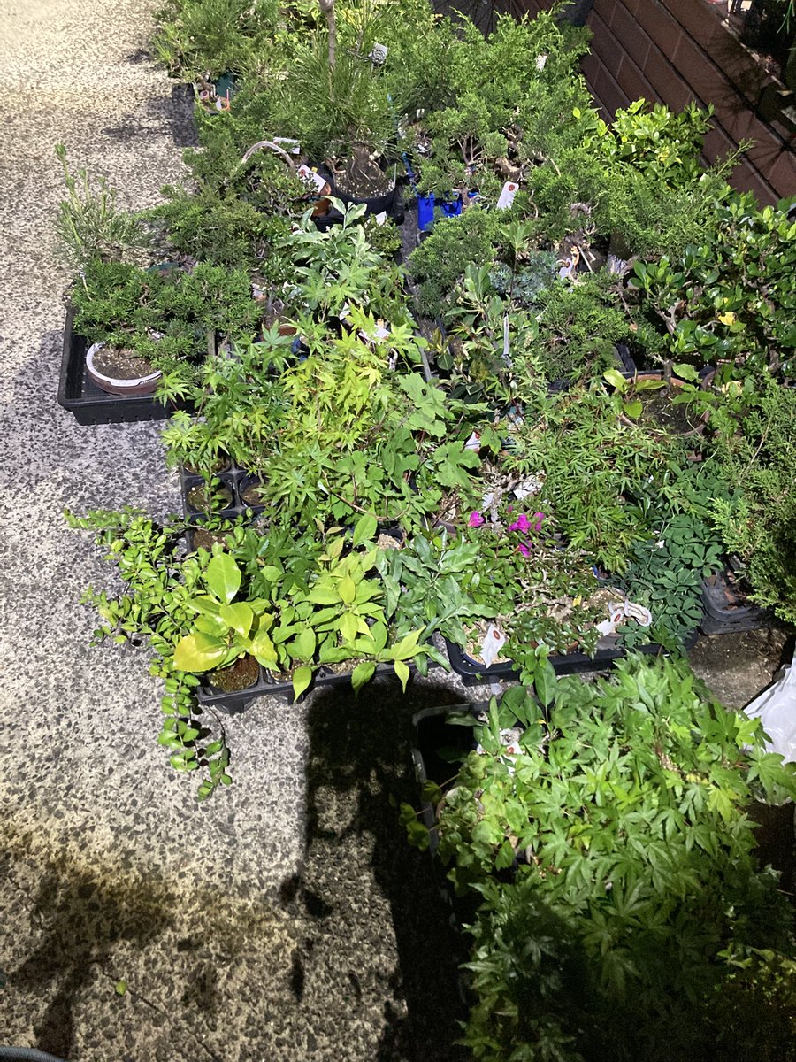 BONSAI+🪴盆栽プラス tweet media