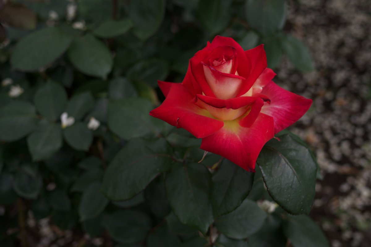 chouxcream74's tweet image. 43mmで少し遠いけど何とか寄れた

PENTAX K-3 Mark Ⅲ
smc PENTAX-FA 28mm F2.8 AL

#pentax