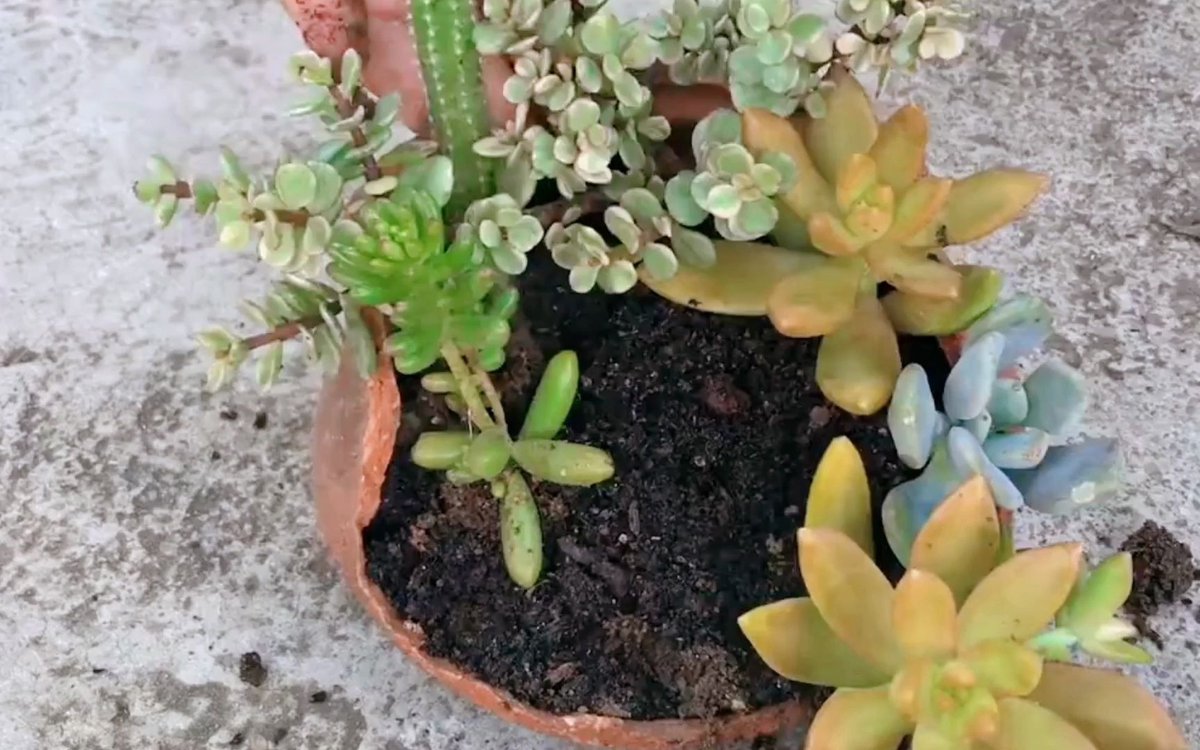 waelnegm2007's tweet image. "Turn old glass jars into cute plant pots! Add pebbles + soil, pop in succulents—zero waste, full charm  #UpcycleHacks #EcoFriendly"