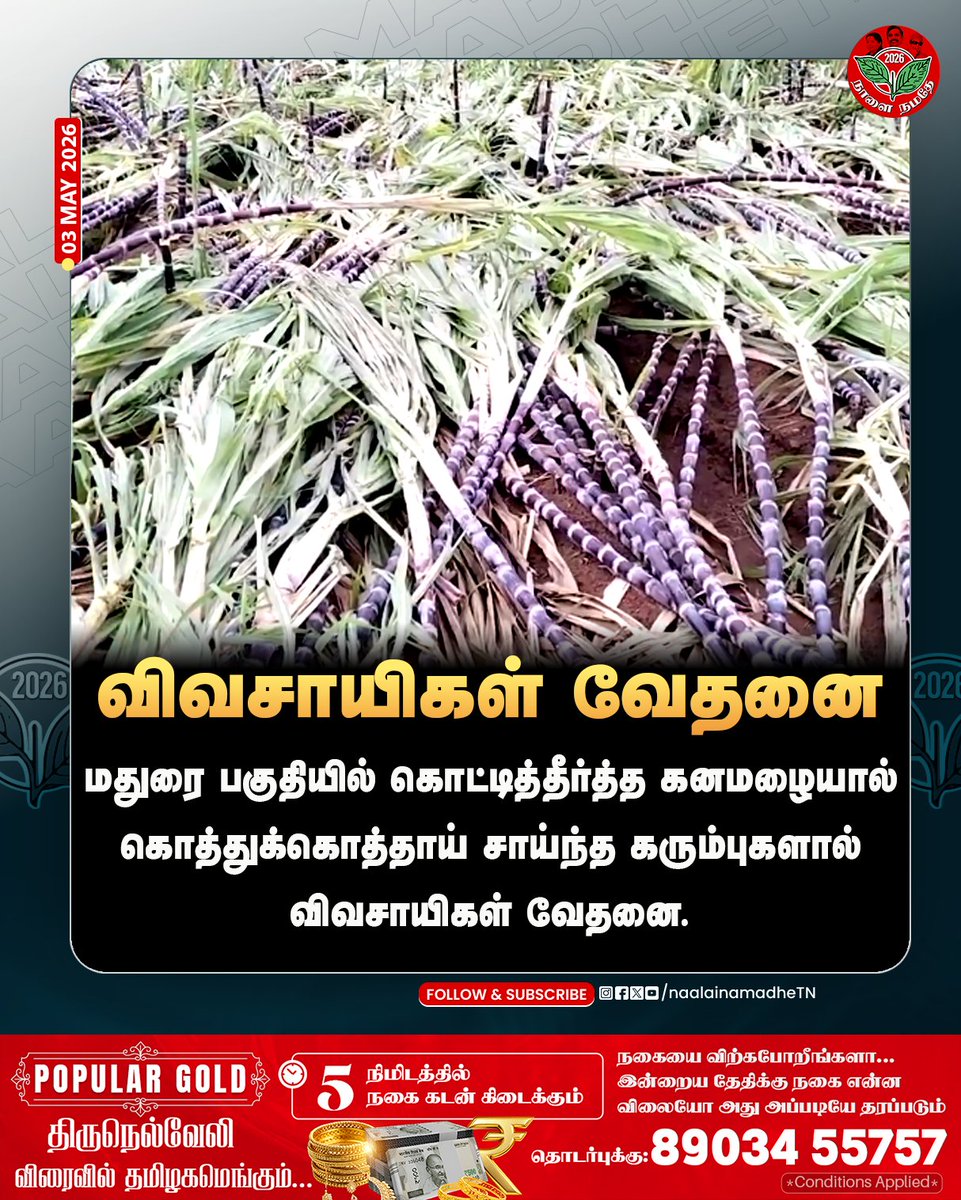 NaalaiNamadheTN's tweet image. மதுரை பகுதியில் கொட்டித்தீர்த்த கனமழையால் கொத்துக்கொத்தாய் சாய்ந்த கரும்புகளால் விவசாயிகள் வேதனை.

#Madurai | #Rain | #Tnrains | #Rainupdates | #கரும்பு | #NaalaiNamadhe | #NaalaiNamadheTN |