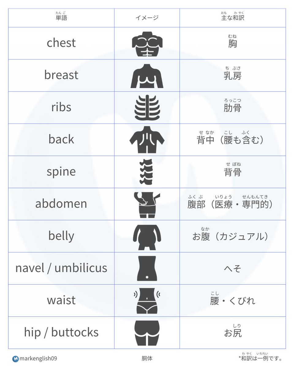 胴体の単語をまとめました。