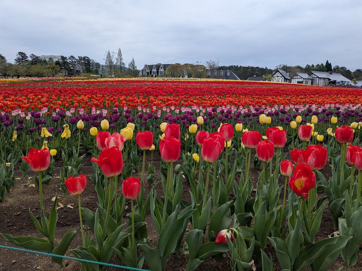 ありあり💐 tweet media