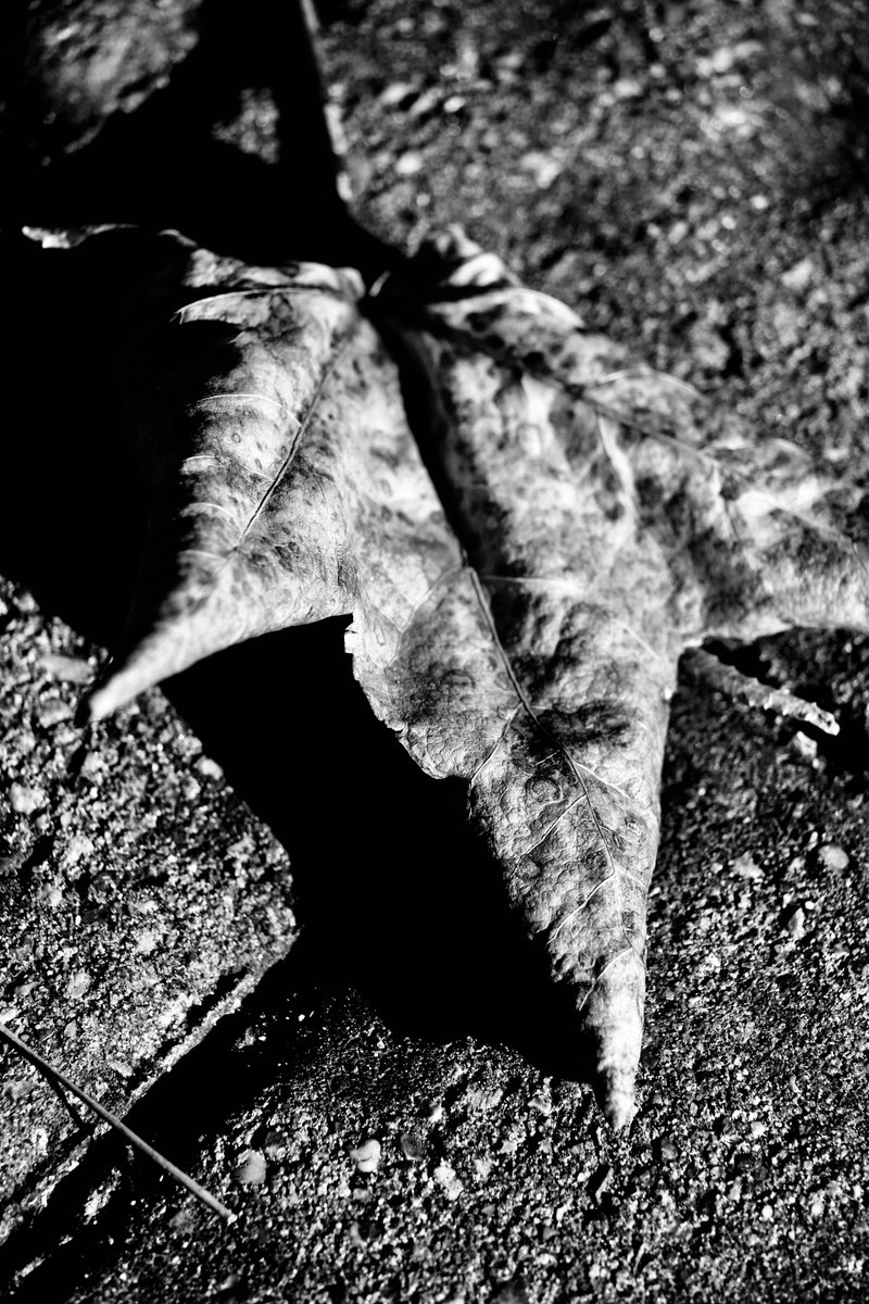 jonsramblings's tweet image. #BlackandWhite living in a technicolor world.... #houston #texas #blackandwhitephotography #naturephotography