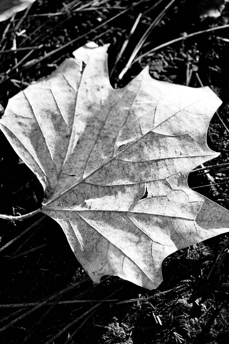 jonsramblings's tweet image. #BlackandWhite living in a technicolor world.... #houston #texas #blackandwhitephotography #naturephotography