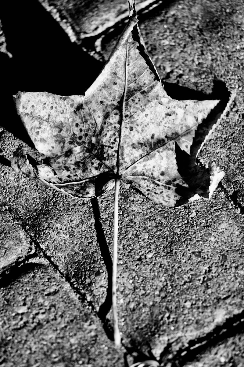 jonsramblings's tweet image. #BlackandWhite living in a technicolor world.... #houston #texas #blackandwhitephotography #naturephotography