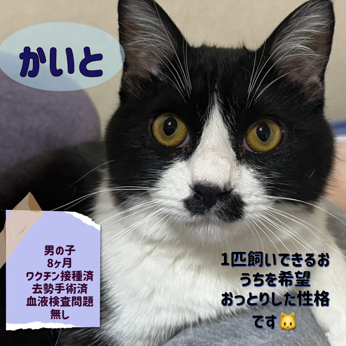 wannyanpeasmail's tweet photo. ヤマダホームズ春日町
10日参加予定の猫ちゃんです🐱
あいにきてニャー😻 https://t.co/ZaPi9xprPg