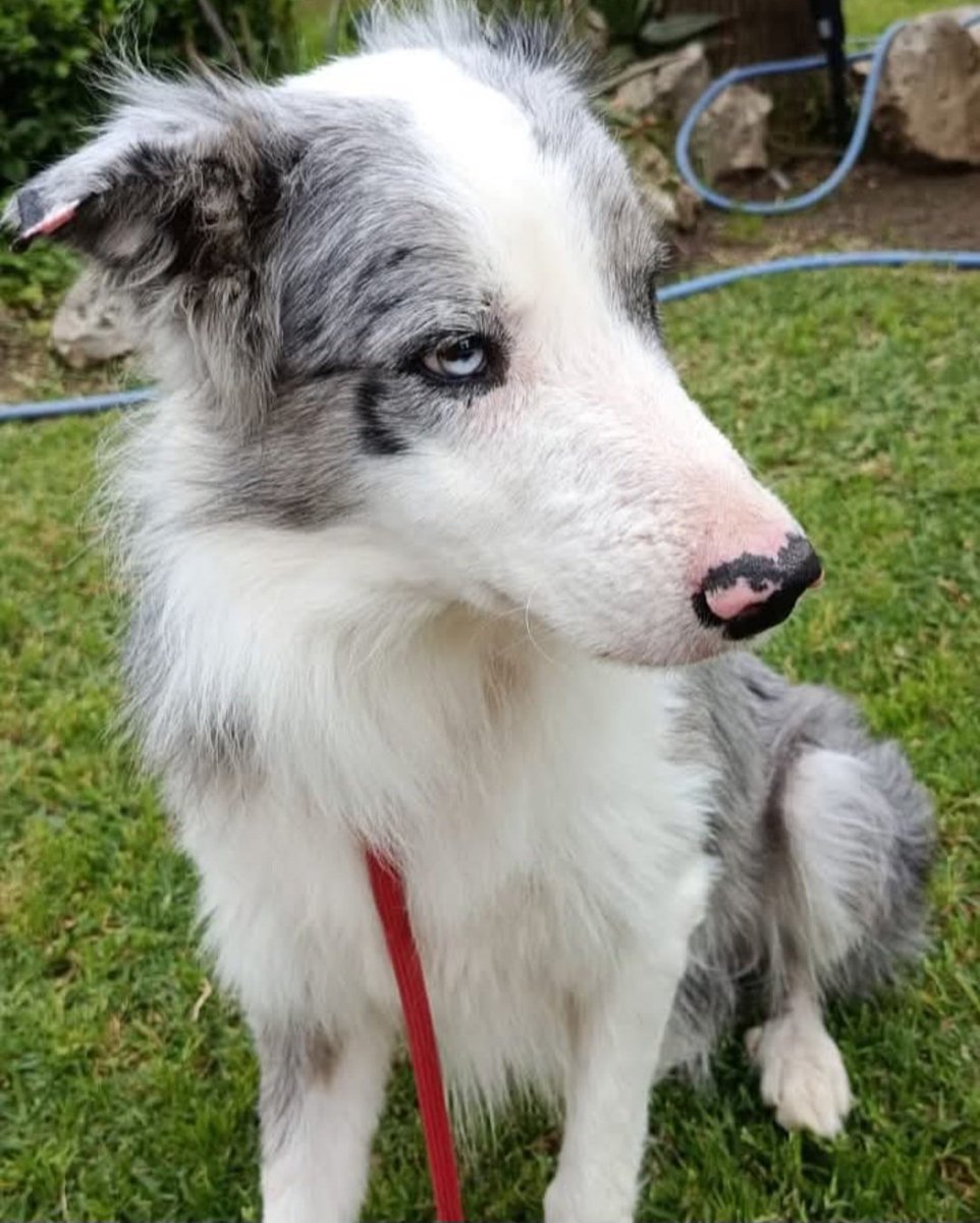 MarioliRm's tweet image. Malaga
Este border collie fue recogido en muy mal estado😥,tiene 5años y se llama Merlin
Positivo en leishamania(pastilla)cariñoso y sociable con 🐕,con 🐱 hay q probar.
Te animas a adoptarlo?puede 🚗
Si quieres acogerlo tienes q ser de Malaga
Llama ☎️952417129
Whatsapp648001862