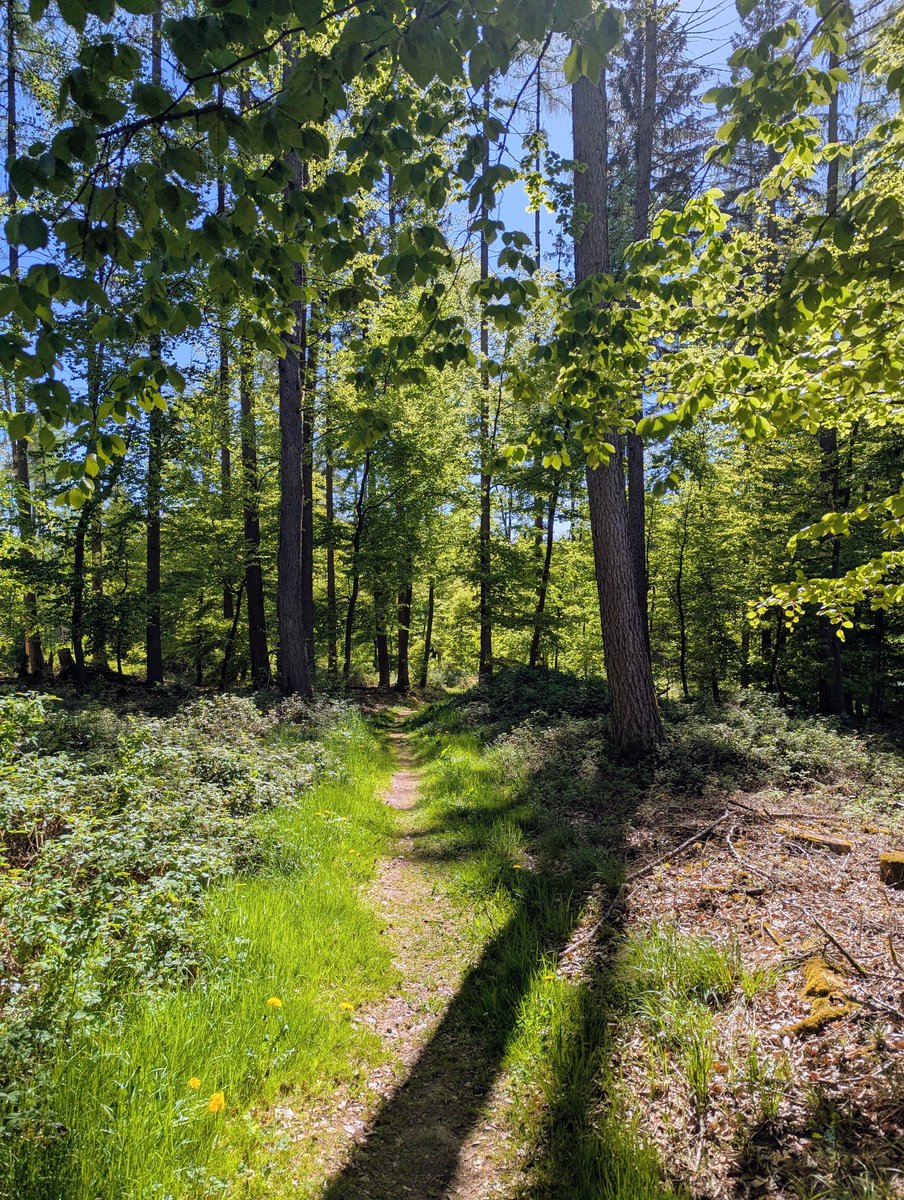 gormdearg's tweet image. Unterwegs von Weisbach nach Neckargerach #wandern #Odenwald 
wirschum.de/2026/05/03/fot…