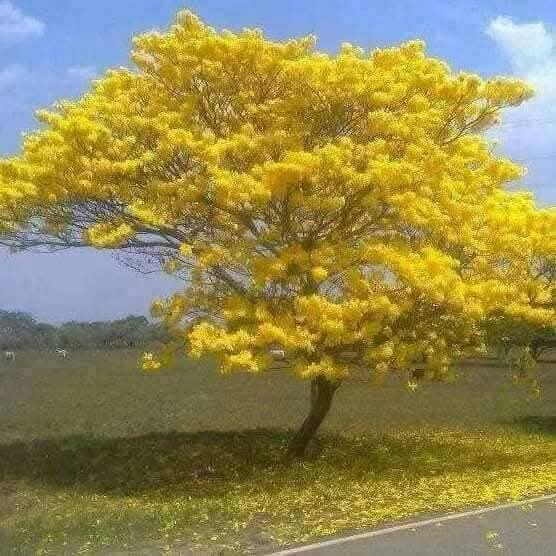 Exelente día ☕