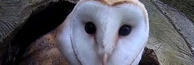 OWL tweet media