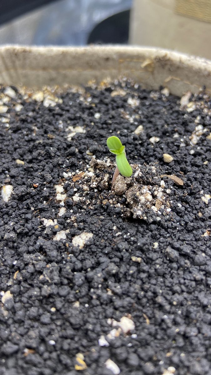 HeartStead Grows tweet media
