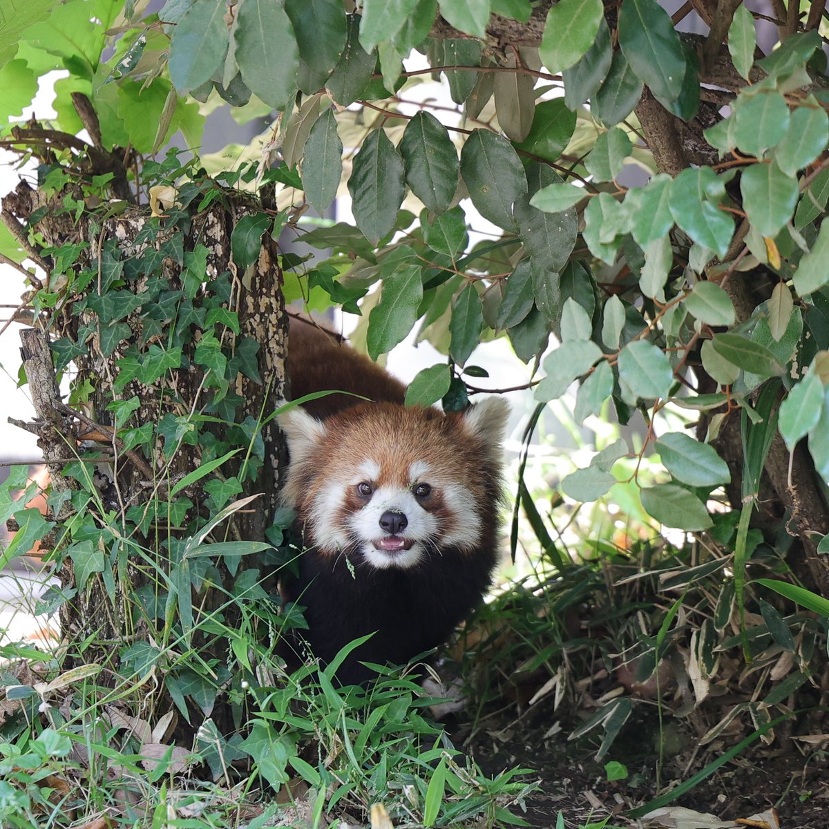 おはようございます
20260503 sun
#ズーラシア #ハマ #レッサーパンダ
Redpanda
9915