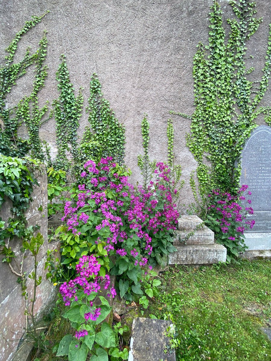 AilishSinclair's tweet image. OTD in 1662 Isobel Gowdie gave the second of her witchcraft confessions. 

“I shall go into a hare,
With sorrow and syt and meickle care…”

I found flowers in her places today. The Downie Hillock, Auldearn Stone Row and Auldearn Kirk. #Scotland #history #StandingStoneSunday