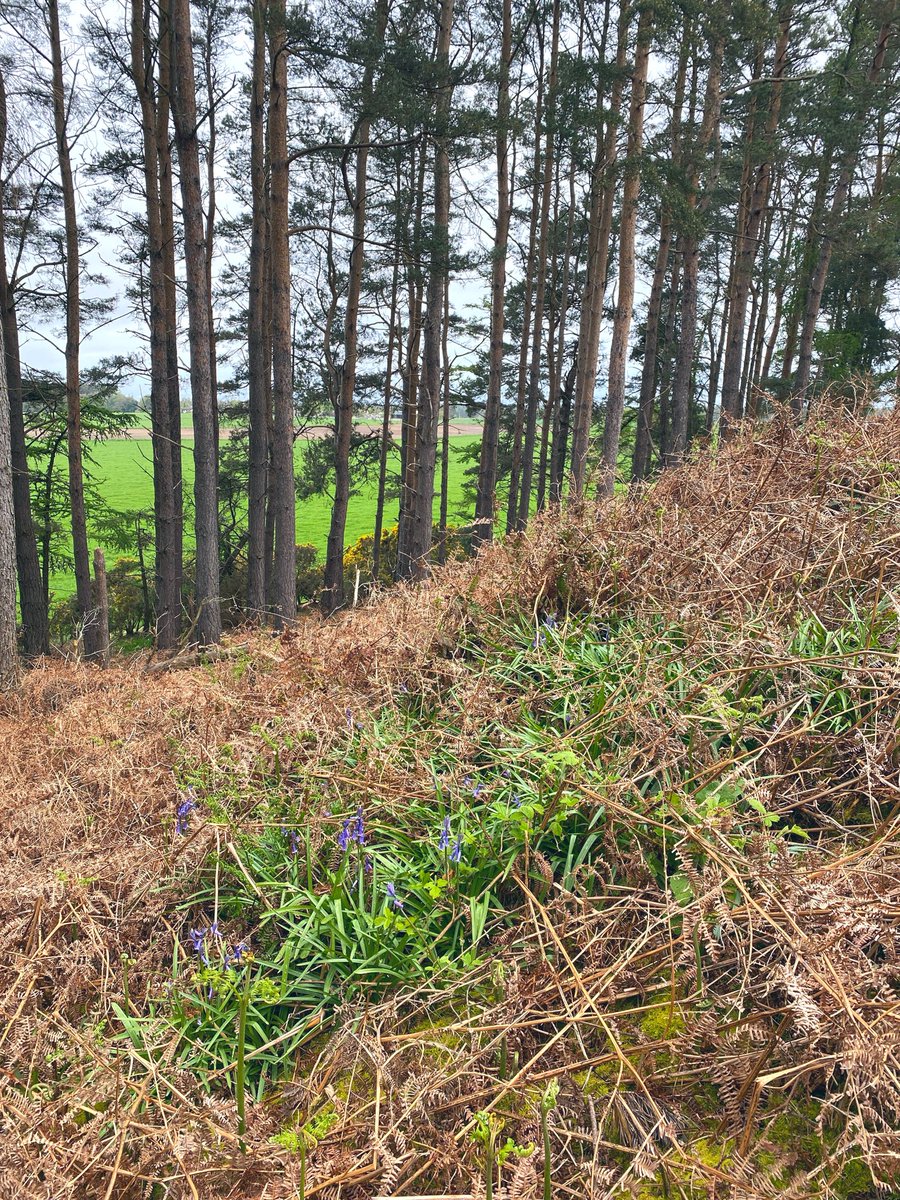 AilishSinclair's tweet image. OTD in 1662 Isobel Gowdie gave the second of her witchcraft confessions. 

“I shall go into a hare,
With sorrow and syt and meickle care…”

I found flowers in her places today. The Downie Hillock, Auldearn Stone Row and Auldearn Kirk. #Scotland #history #StandingStoneSunday