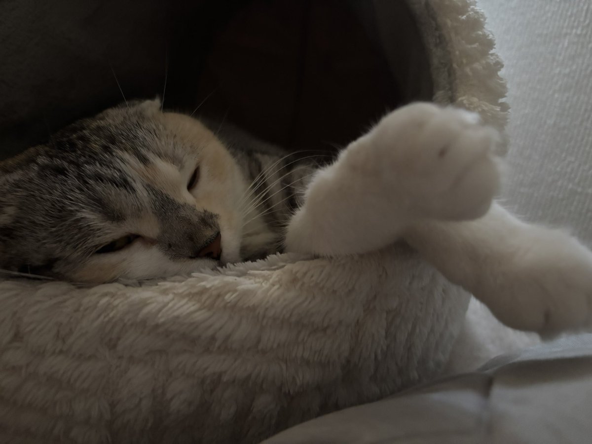 のん🐈🌸 tweet media