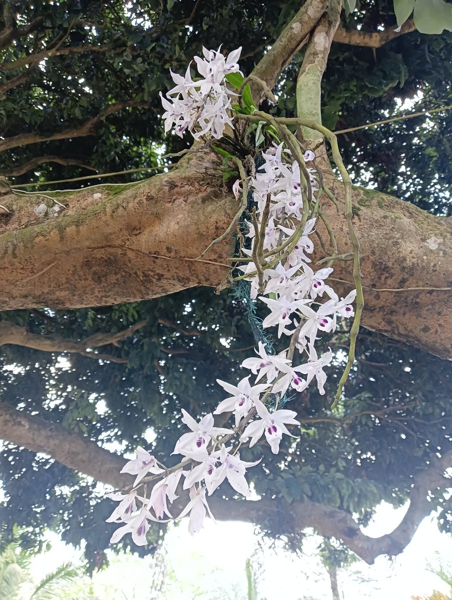 shibpurbhaskar's tweet image. They are fascinating.
Fox tail orchids.
#orchid
#tea
#teatales
