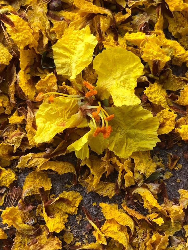 vrundavs's tweet image. Radiance...,
Before ...
She wilts...
Last of copperpods....

#flowers #yellow #Yellove