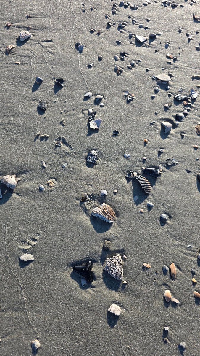 TrailsOfDoom's tweet image. Sharks teeth found on North #myrtlebeach this morning. The dolphins were out too!